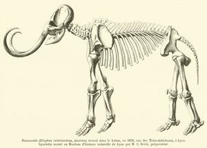 Mammut (Elephas intermedius, Jourdan) trovato nel Lehm, nel 1859, rue des Trois-Artichauts, a Lione da French School